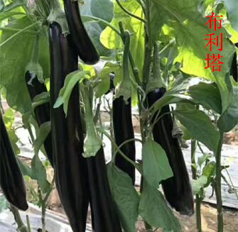 ��ׯ������������� ��Բ�������糧��(133-4526-1979)����������أ��ṩ��������(����/����/������)�޽������硢(765��������)�������硢�ϰ�\�̰ѳ������磬�Ϻ쳤�����磬(����2010��)��Բ������(�ڱ�����Բ)����Ƥ�����硢�޽�(�����)